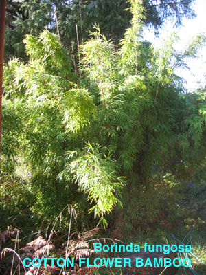 live Tibetan clumping bamboo plant great hedge or specimen Borinda macclureana 