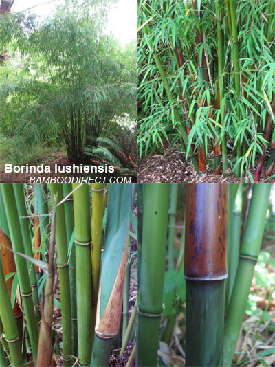 ,ca 120-140  cm Zimmerbambus Bambus variegte Knotenbambus 