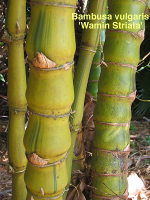 Tall Shrub Bamboo