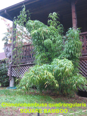 Tall Shrub Bamboo