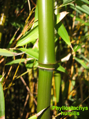 http://www.bamboodirect.com/bamboo/phototallshrub/Phyllostachys-humilis1.jpg