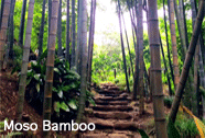 Moso Timber Bamboo