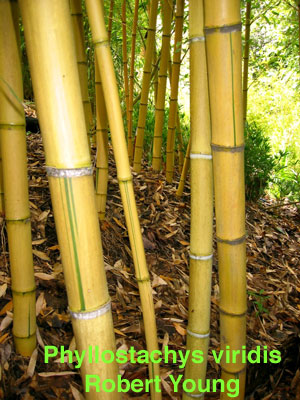 http://www.bamboodirect.com/bamboo/phototimber/Phy.-viridis-R.-Young.jpg